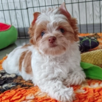 Fanni, choco goldust Biewer Yorkie for sale