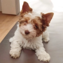 Andi, choco white ocean pearl Biewer Yorkie for sale