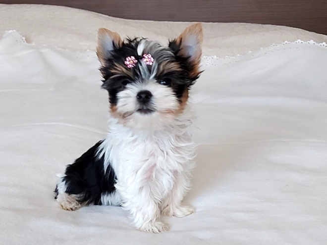 Biewer Yorkie puppy for sale