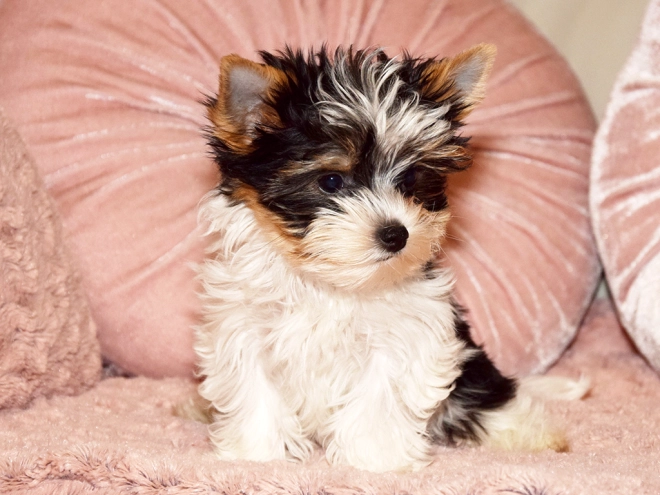 Biewer Yorkie puppy for sale
