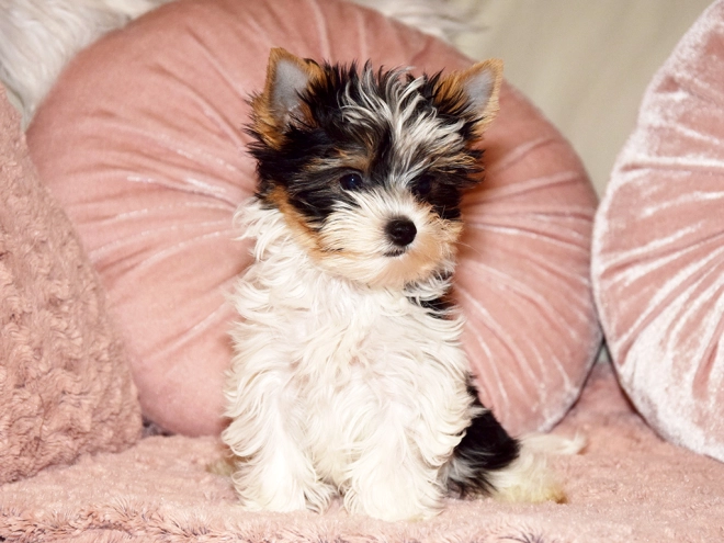Biewer Yorkie puppy for sale