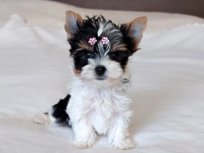 Biewer Yorkie puppy for sale