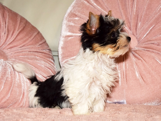 Biewer Yorkie puppy for sale
