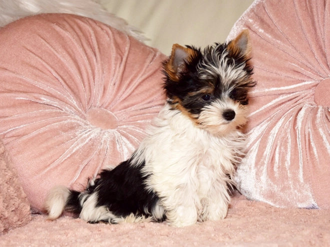 Biewer Yorkie puppy for sale