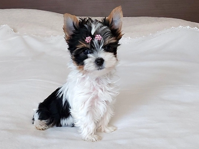Biewer Yorkie puppy for sale