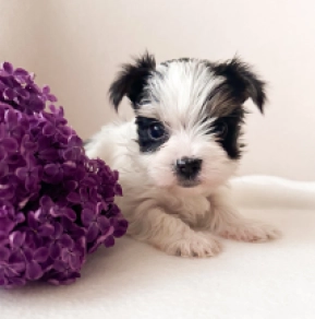 Biewer Yorkie puppy for sale