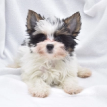 Minnie, tricolor Biewer Yorkie for sale