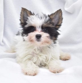 Biewer Yorkie puppy for sale