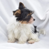 Mercedes, tricolor Biewer Yorkie for sale