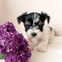 Mercedes, tricolor Biewer Yorkie for sale