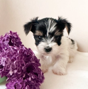 Biewer Yorkie puppy for sale