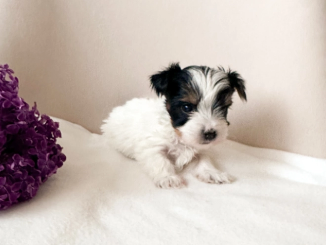 Biewer Yorkie puppy for sale