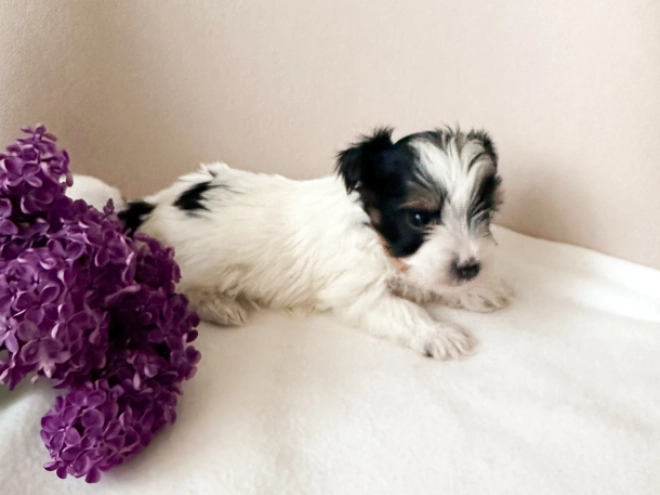 Biewer Yorkie puppy for sale