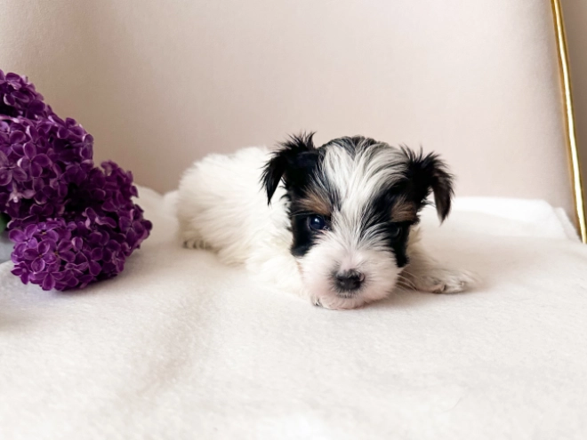 Biewer Yorkie puppy for sale