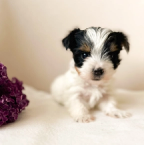 Biewer Yorkie puppy for sale