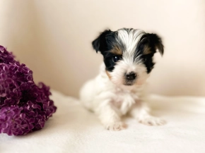 Biewer Yorkie puppy for sale