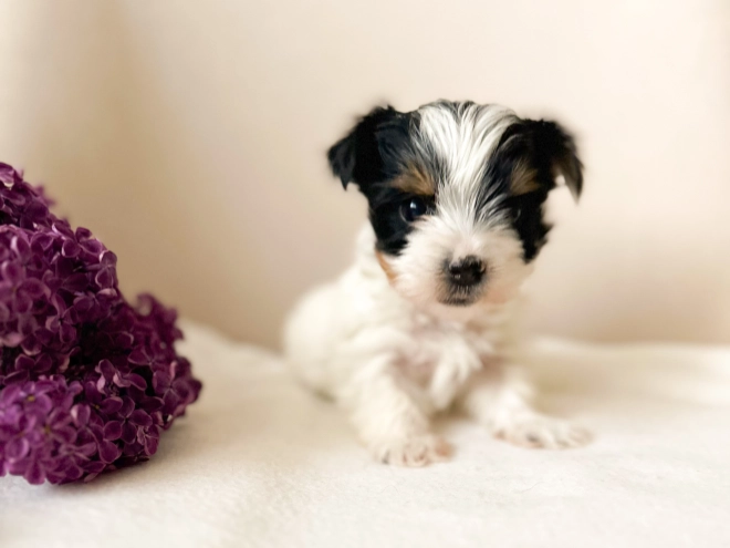 Biewer Yorkie puppy for sale