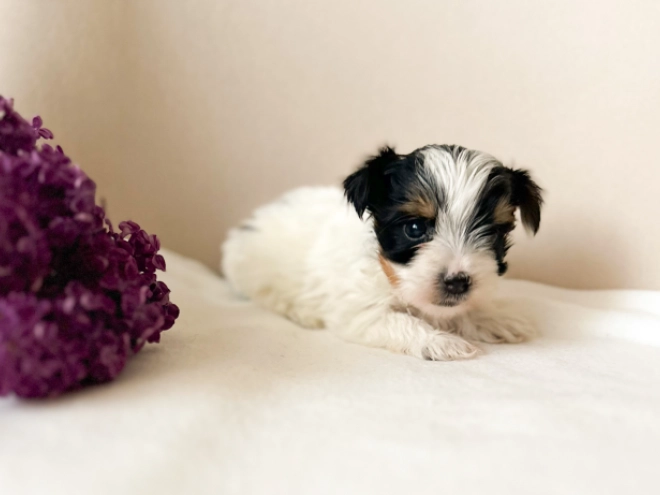 Biewer Yorkie puppy for sale