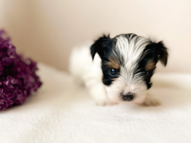 Biewer Yorkie puppy for sale
