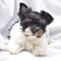 Pretzel, tricolor Biewer Yorkie for sale