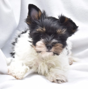 Biewer Yorkie puppy for sale