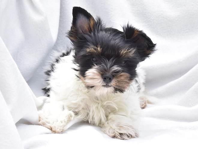 Biewer Yorkie puppy for sale