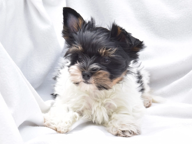 Biewer Yorkie puppy for sale