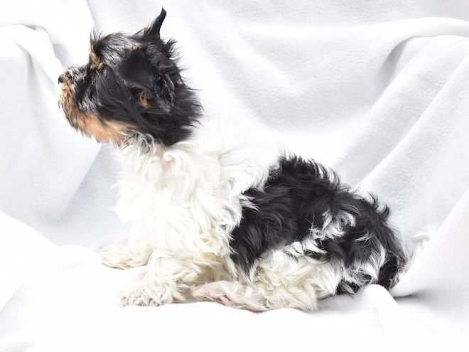 Biewer Yorkie puppy for sale