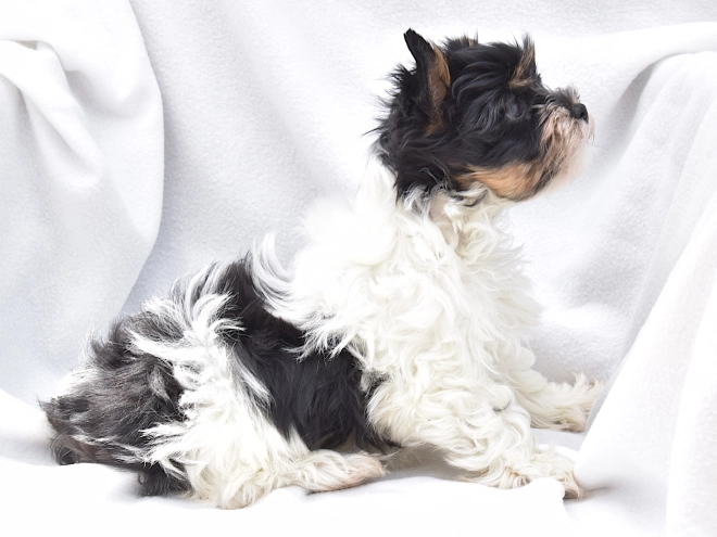 Biewer Yorkie puppy for sale