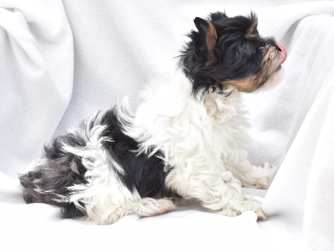 Biewer Yorkie puppy for sale