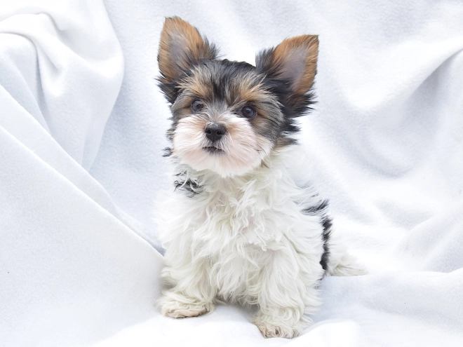 Biewer Yorkie puppy for sale