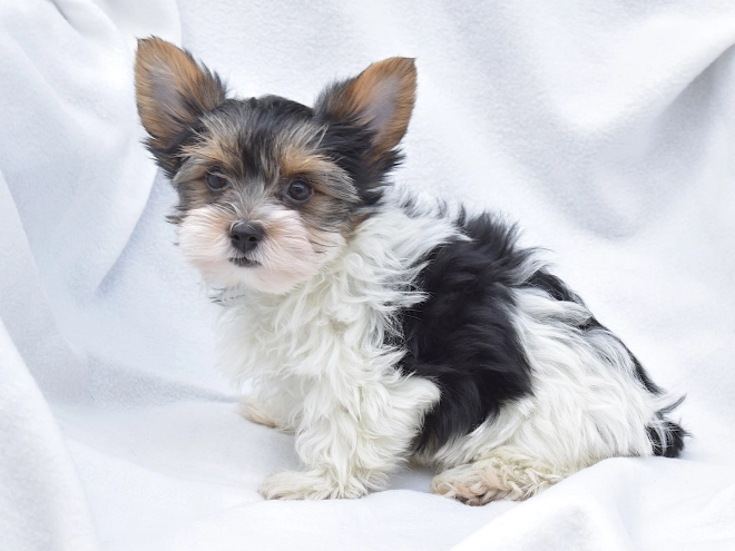 Biewer Yorkie puppy for sale