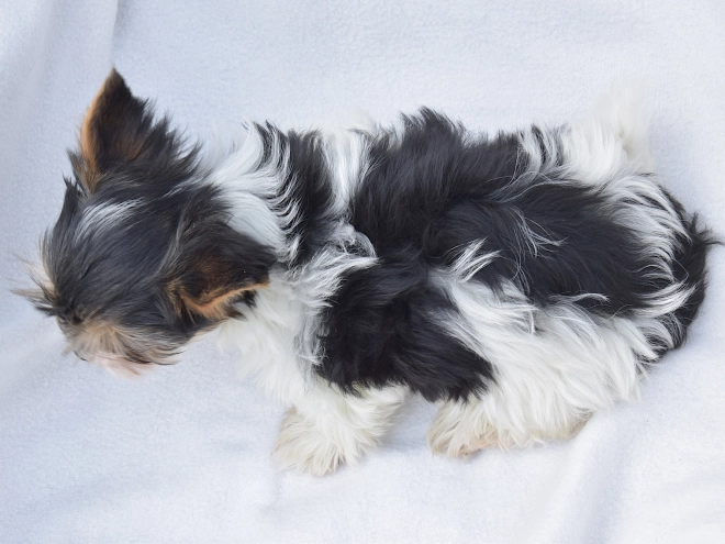 Biewer Yorkie puppy for sale