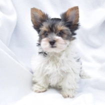 Starbucks, tricolor Biewer Yorkie for sale