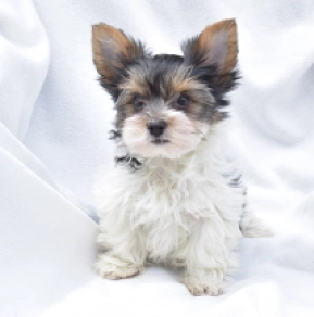 Biewer Yorkie puppy for sale