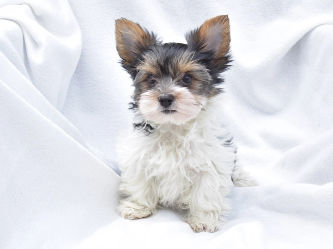 Biewer Yorkie puppy for sale