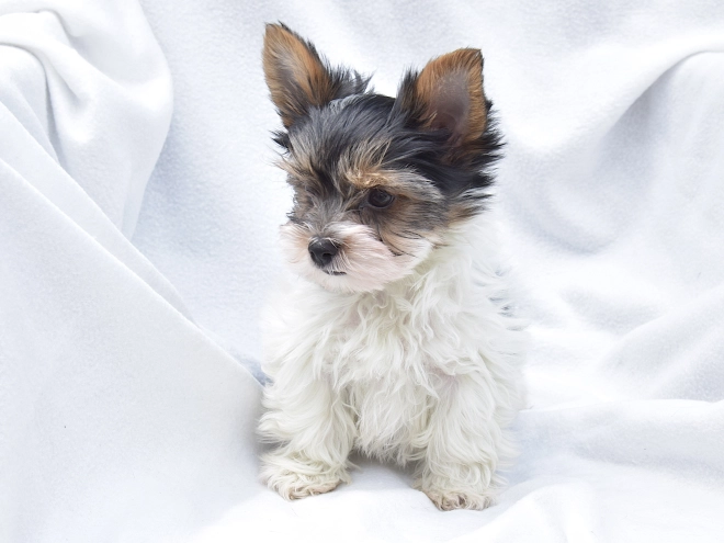 Biewer Yorkie puppy for sale