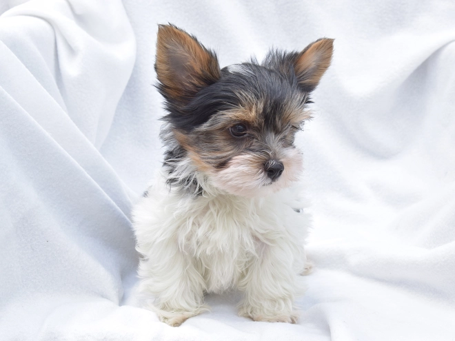 Biewer Yorkie puppy for sale