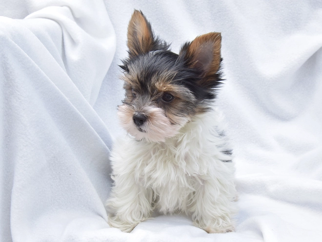 Biewer Yorkie puppy for sale