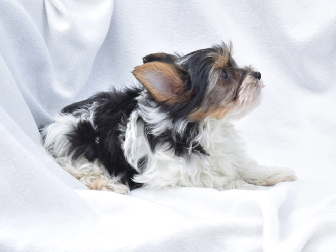 Biewer Yorkie puppy for sale