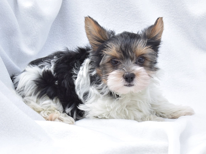 Biewer Yorkie puppy for sale
