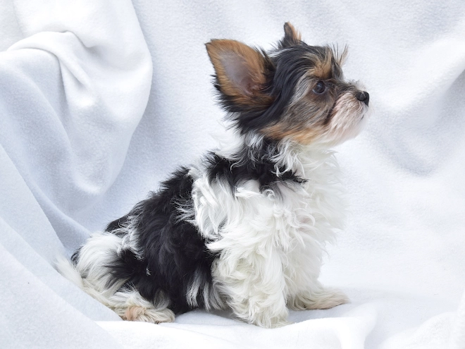 Biewer Yorkie puppy for sale