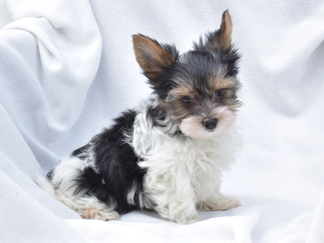 Biewer Yorkie puppy for sale