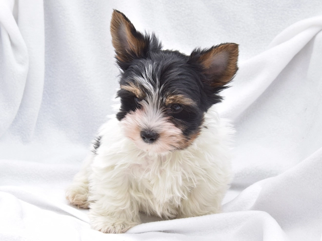 Biewer Yorkie puppy for sale
