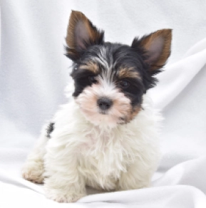 Biewer Yorkie puppy for sale