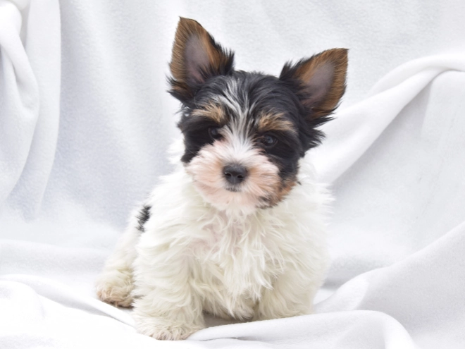 Biewer Yorkie puppy for sale