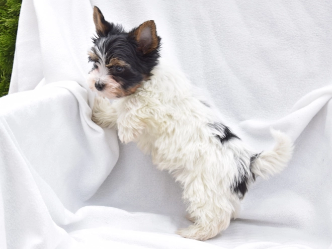 Biewer Yorkie puppy for sale