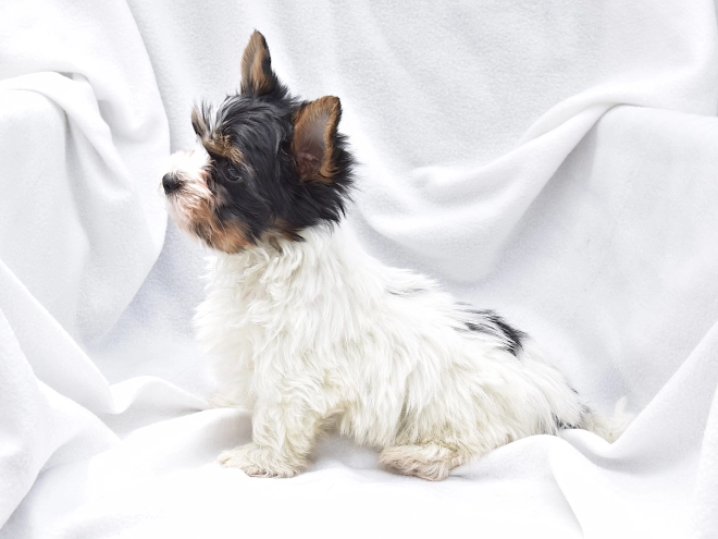 Biewer Yorkie puppy for sale
