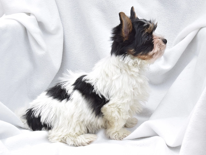 Biewer Yorkie puppy for sale