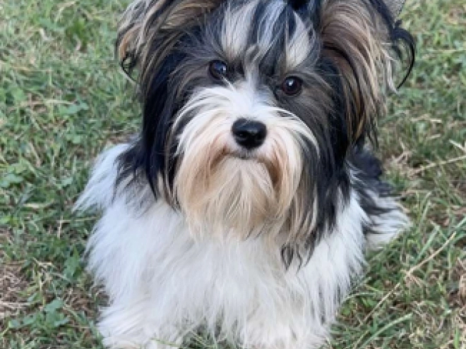 Biewer Yorkie puppy for sale